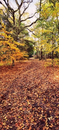 Wooded area in autumn near Lincolnshire 