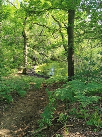 Wooded area in North Lincolnshire 