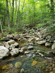 Woodland stream in Franconia Notch State Park New Hampshire 