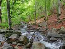 Woodland Stream Northern Apennines Italy  OC