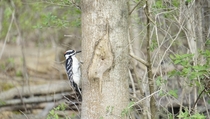 Woodpecker Souther Ontario Canada