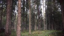 Woods in North Sweden 