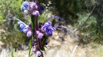 Woolly Bluecurls Trichostema lanatum Pinnacles National Park California 