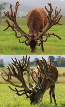 World record for a Red Stags antlers in New Zealand