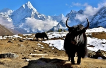 Yak in front of Ama Dablam Khumbu Nepal