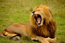 Yawning Lion Photo credit to Lemuel Butler