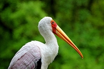 Yellow Bill Stork 