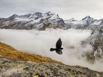 Yellow-billed Alpine chough flies through the Gran Paradiso National Park in Italy photo by Stefano Unterthiner 