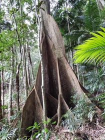 Yellow carabeen Sloanea woollsii showing large buttressed roots Lamington National Park Queensland  