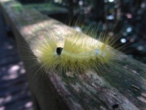 yellow caterpillar species unknown rainforest Borneo 