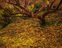 Yellow Fall Fort Worth Botanic Gardens 