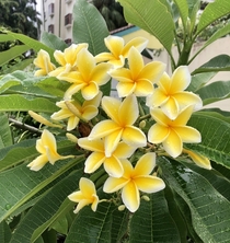 Yellow frangipani  sp 