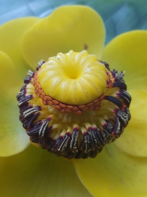Yellow Pond Lily Nuphar polysepala 