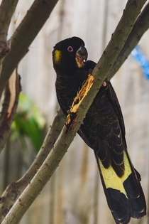 Yellow-tailed Black Cockatoo Calyptorhynchus funereus destroying a tree in my backyard 