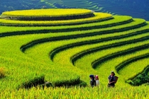 Yen Bai terraced field 