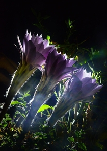 Yesterday night-blooming cactus  all  are already down now o