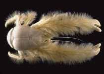 Yeti Crab Kiwaidae 
