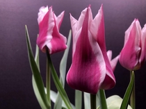 Yonina tulips