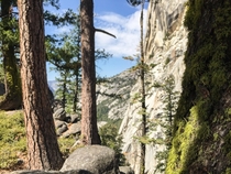 Yosemite pines  OC