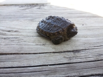Young Alligator Snapping Turtle 