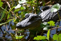 Young American Alligator Alligator mississippiensis 
