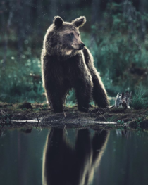 Young brown bear photo by Konsta Punkka