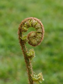 Young leaves of male fern Dryopteris filix-mas 