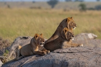 Young lions look at distant prey in the Serengeti Photo credit to ketankhambhatta