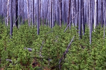 Young Lodgepole Pine in Yellowstone   years after a fire 