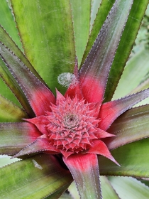 Young pineapple with spider web