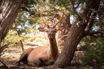 Young rocky mountain elk Cervus elaphus nelsoni relaxing in the shade 
