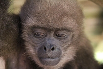 Young Woolly Monkey Lagothrix in Ecuador 