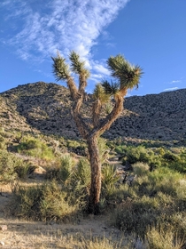 Yucca brevifolia in the Mojave Desert USA