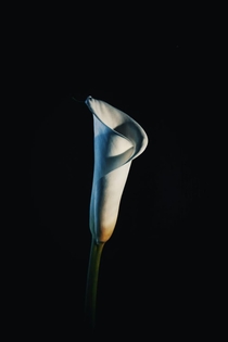 Zantedeschia Lowkey Phtography i took I would also like to know its common name in english here we call it jugs 